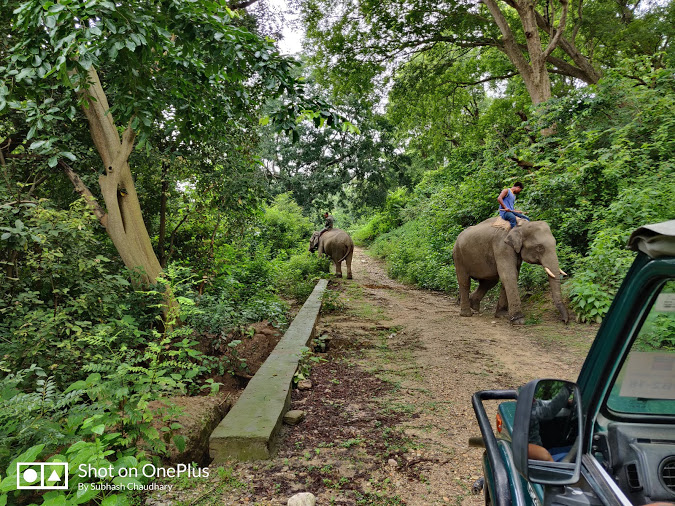 Jhirna zone jeep safari Jim Corbett national park