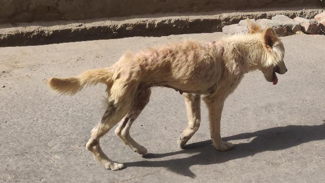 sick street dog-VILLAGE LIFE IN INDIA