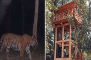 tigers in Rajaji National Park