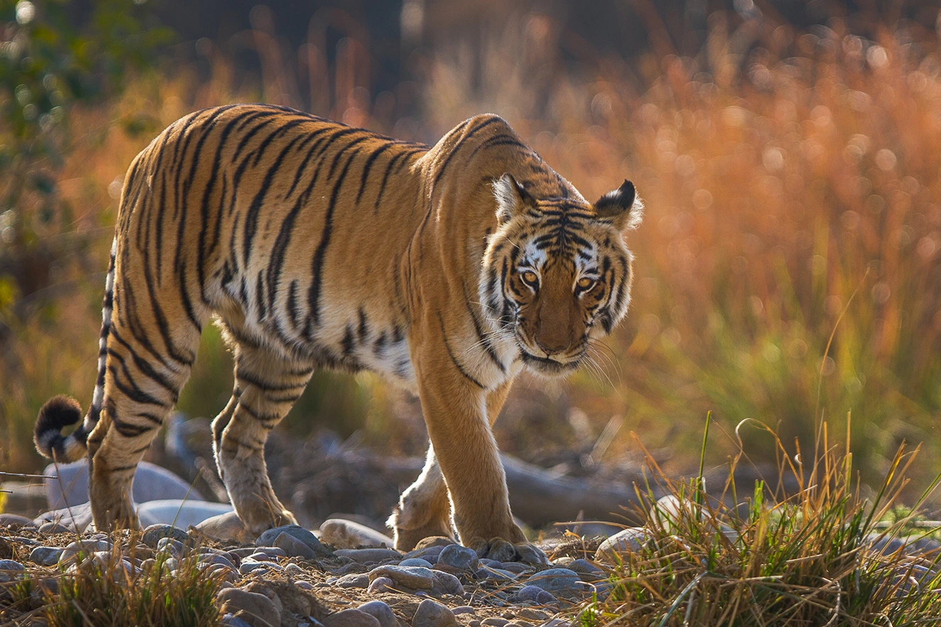 garjia zone jeep safari bengal tiger in jim corbett national park