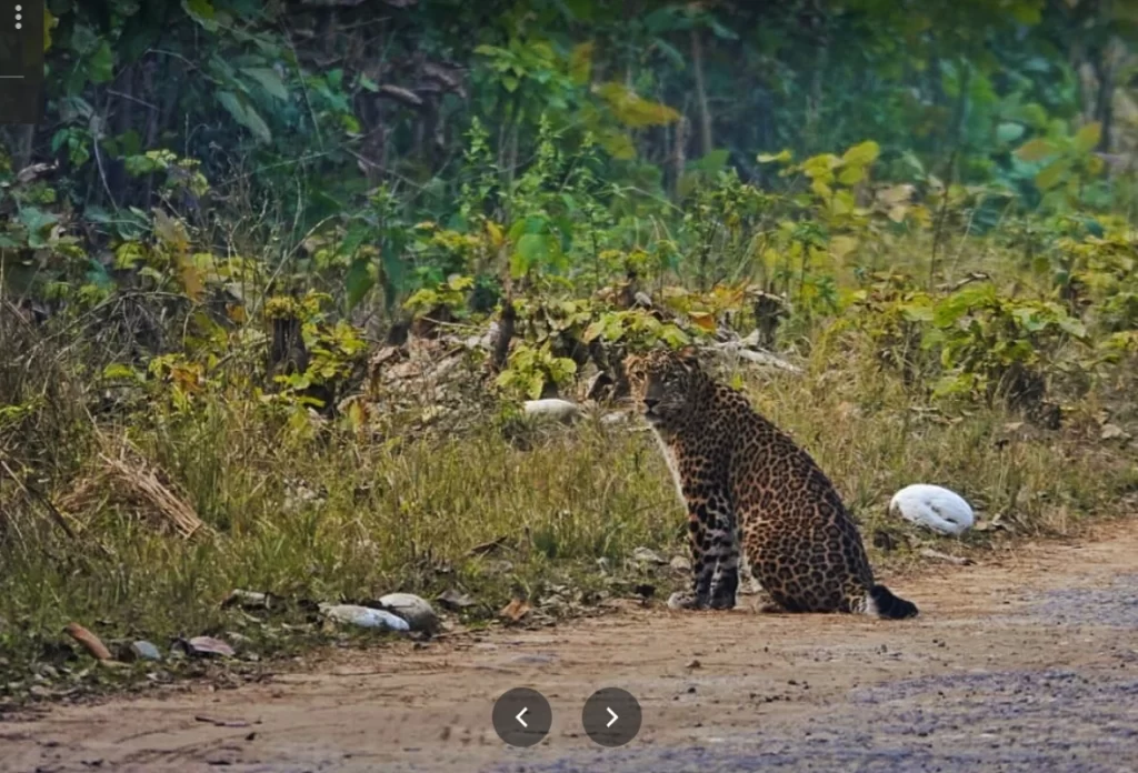 leopard in jim corbett national park