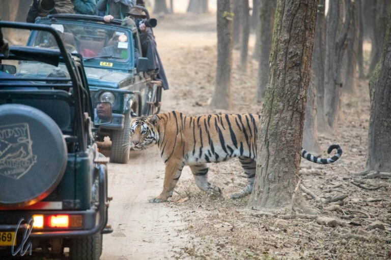 bengal tiger jeep safari in india in jim corbett national park