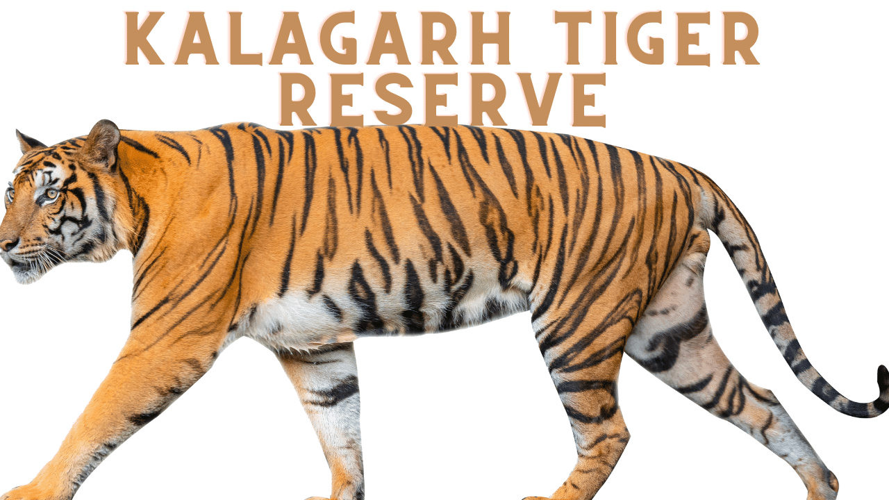 kalagarh tiger reserve tiger bengal tiger
